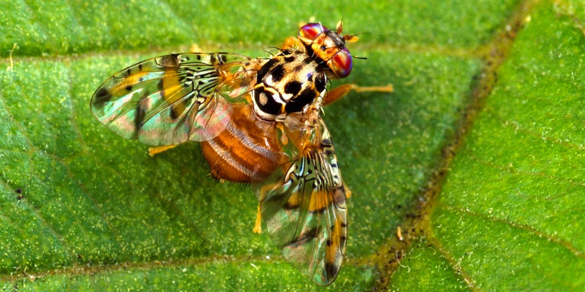 La mosca della frutta fa paura: agrumi e cachi sotto assedio